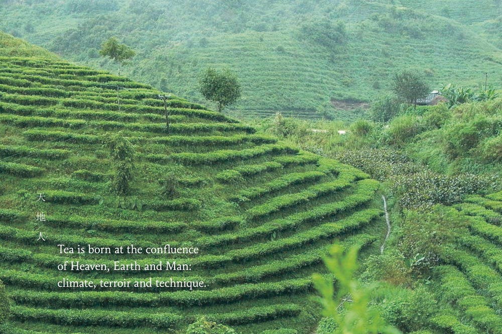 Tea Sommelier