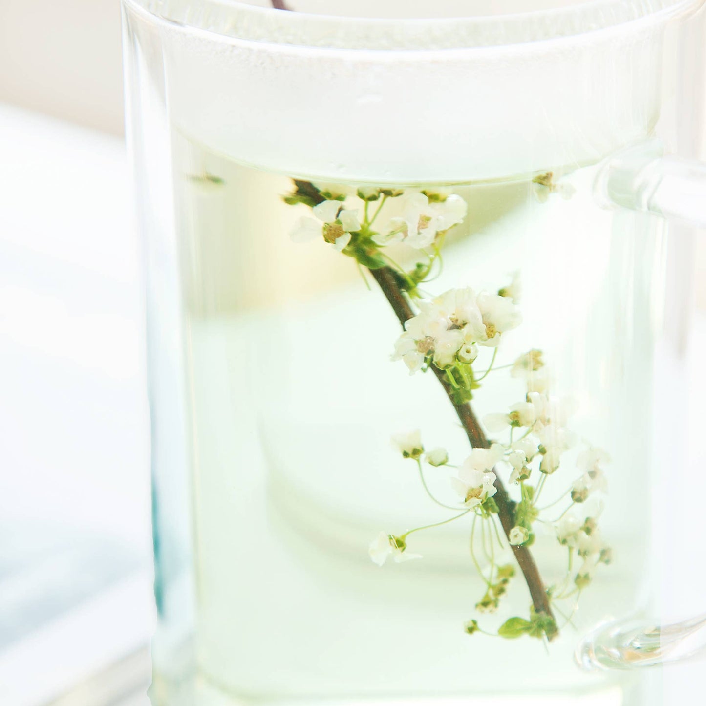 Bridal Wreath Spiraea Flower Tea Sticks